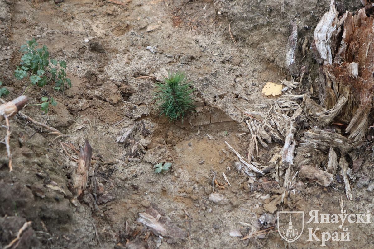 posadka-lesa-rajispolkom-10-nov