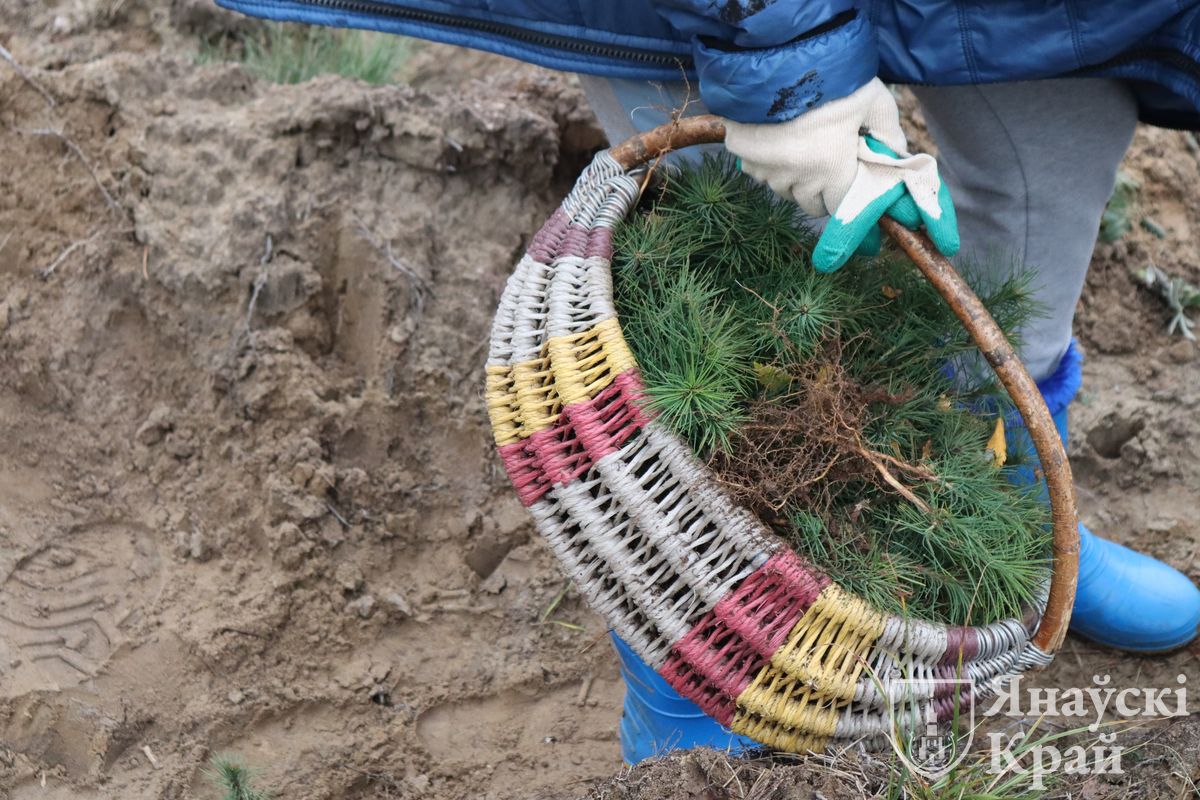 posadka-lesa-rajispolkom-9